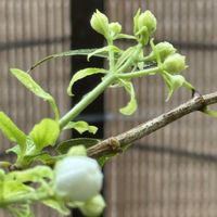 バイカウツギ,クレロデンドルム　ブルーウイング ,八重咲きムクゲ,花のある暮らし,ちっちゃいものクラブの画像