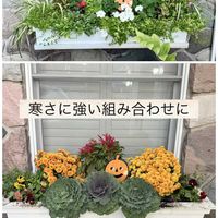 キク,キク,クレマチス,ケイトウ,フロックスの画像