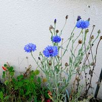 ヤグルマギク,お出かけ先の画像