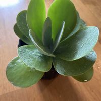 カランコエ,唐印,ワンコと暮らす,ミッチの会,にゃんこと暮らすの画像