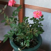 ミニバラ,スマホ撮影,今日も笑顔で♡,いつもありがとう❤️,今を生きるの画像