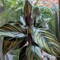 カラテア,カラテア・ビューティースター,観葉植物,熱帯植物,植物のある暮らしの画像