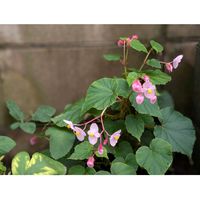 シュウカイドウ,ハス,フジバカマ,ホテイアオイ,ムシトリナデシコの画像