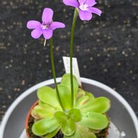 ムシトリスミレ,食虫植物の画像