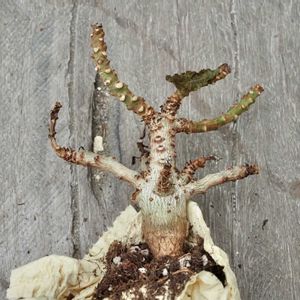 ナナ,ボスウェリア,実生,成長記録の画像