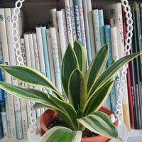 サンスベリア,100均,株分け,お値打ち品,植物はたくましいの画像