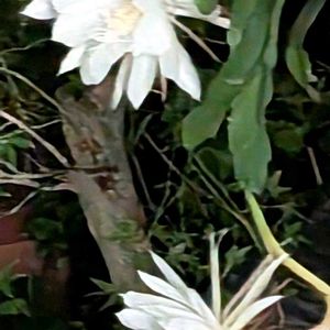 花木,植木鉢,吊り鉢,花いろいろ,バラと夢CLUBの画像