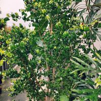 ベンジャミン・バロック,インドボダイジュ,観葉植物,葉っぱ好き,みどりのある暮らしの画像