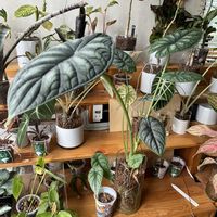サトイモ科,アロカシア,アロカシア,観葉植物,ハイドロカルチャーの画像
