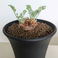 ペラルゴニウム,ペラルゴニウム・アッペンディクラツム,ペラルゴニウム・アッペンディクラツム,珍奇植物,根塊植物の画像