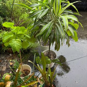 観葉植物,ジャングル化計画,成長,記録,置き場所問題の画像