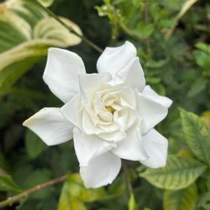 クチナシ,ダリア,ガーデニア八重咲き,バッタの画像