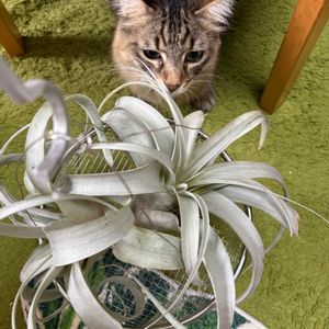チランジア,エアプランツ,観葉植物,成長記録,キセログラフィカの画像