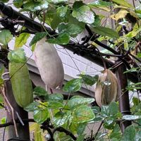 アケビ,散歩の画像