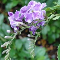 紫の花,ハーブのある暮らし,ネコと植物,復興祈願,幸せな時間の画像