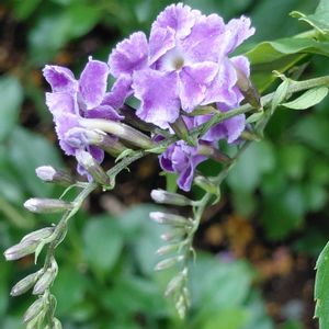 紫の花,ハーブのある暮らし,ネコと植物,復興祈願,幸せな時間の画像