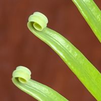 ソテツ,蘇轍　ソテツ,種から,大きくな〜れ！,おおきくなあれの画像