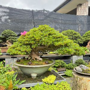 盆栽,返り咲き,盆栽棚,サツキ盆栽の画像