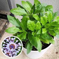 オステオスペルマム,挿し芽,自宅の画像
