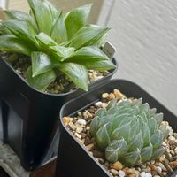 ハオルチア,ハオルチア,アエオニウム 甜茶錦,アエオニウム　炎の鳳凰法師,多肉植物の画像
