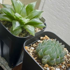 ハオルチア,ハオルチア,アエオニウム 甜茶錦,アエオニウム　炎の鳳凰法師,多肉植物の画像