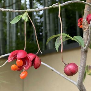 ツリバナ,盆栽,昭和記念公園 盆栽苑,ニシキギ科ニシキギ属,昭和記念公園　こもれびの丘の画像