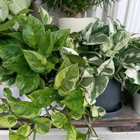 ポトス・エンジョイ,観葉植物,#PR,三ツ星品質モニター,バルコニー/ベランダの画像