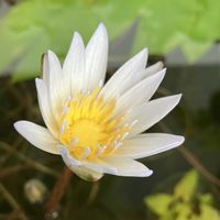熱帯スイレン,熱帯睡蓮 ドウベン,ベランダの画像