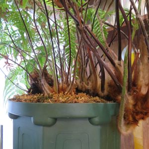 キンモウコウ,ジオ・ゴールデン・ボバイン,観葉植物,シダ植物,癒しの画像