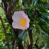 ツバキ,チャノキ(茶の木),マユミの実の画像