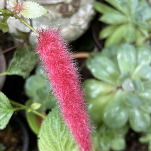 鉢植え,可愛い,ねこのしっぽ,放置栽培,斑入り。の画像