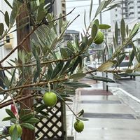 オリーブ,オリーブ,若い実,かわいい,よそ様の庭の画像