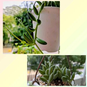 原種シクラメン,多肉植物,観葉植物,植物のある暮らし,植物大好きの画像
