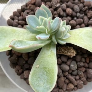 エケベリア,センペル,子株,かわいい♡の画像