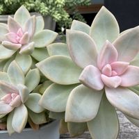 桜牡丹,多肉植物,多肉植物の紅葉,多肉植物のある暮らし,夏の終わりの画像