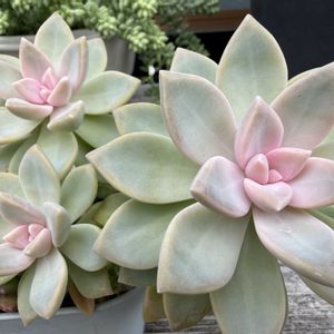 桜牡丹,多肉植物,多肉植物の紅葉,多肉植物のある暮らし,夏の終わりの画像