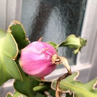 ドラゴンフルーツ,ドラゴンフルーツ,ミニドラゴンフルーツ,ミニドラゴンフルーツ,観葉植物の画像