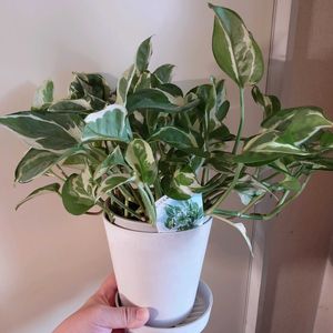 ポトス,ポトス・エンジョイ,観葉植物,成長記録,植物大好きの画像