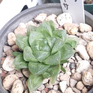 ハオルチア,ハオルチア,光オブツーサ,光るオブツーサ,多肉植物の画像