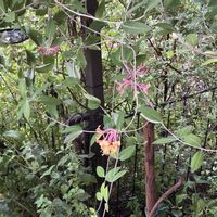 ハニーサックル,ナチュラルガーデン,雨の庭,お庭の花たち,花と暮らすの画像