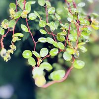 ワイヤープランツ,しずく,玉ボケ,雫倶楽部,玉ボケ倶楽部の画像