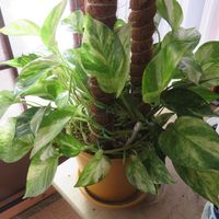 ポトス,ポトス ハッピーデー,観葉植物,癒し,インテリアグリーンの画像
