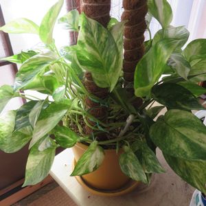 ポトス,ポトス ハッピーデー,観葉植物,癒し,インテリアグリーンの画像
