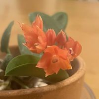 カトレア,カトレア セルヌア,ガーデニング,洋ラン,花のある暮らしの画像