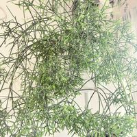 リプサリスの画像