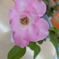 薔薇の画像