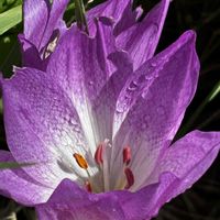ギョウジャニンニク,コルチカム(イヌサフラン),野草,北海道,帰化植物の画像