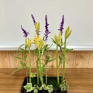 フラワーアレンジメント,花のある暮らし,玄関アプローチ,リビング・ダイニング,玄関内側の画像