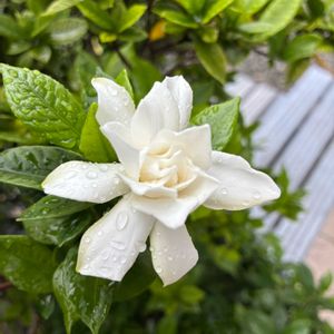 クチナシの画像