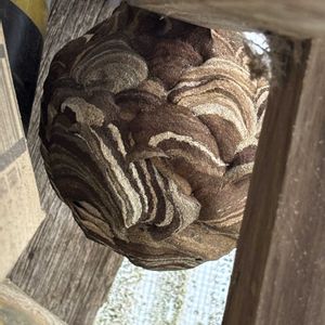 スズメバチの巣,クワクサかな…？,ヘビの抜け殻,アシナガバチの巣,ナツハゼの実の画像